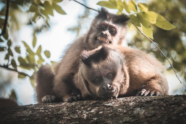 Le singe capuchin à rayures brunes de la jungle amazonienne du Brésil