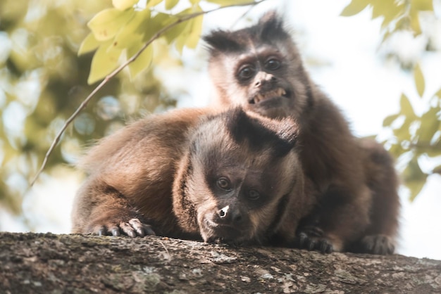 Le singe capuchin à rayures brunes de la jungle amazonienne du Brésil