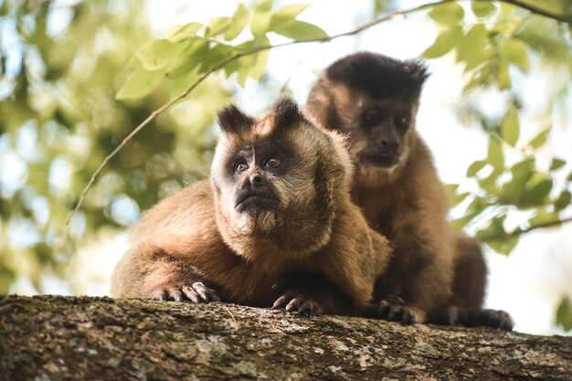 Le singe capuchin à rayures brunes de la jungle amazonienne du Brésil