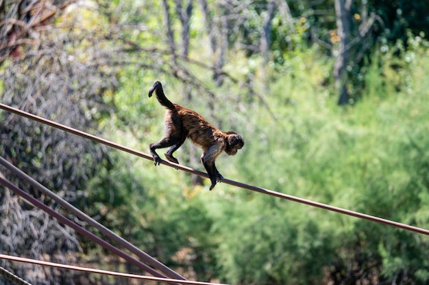 Singe capucin allant d'un arbre à l'autre grimper à la corde