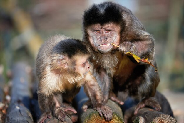 Photo singe capucin. capucinus dans la végétation tropicale verte