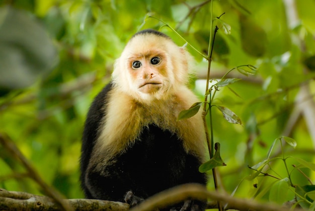 Un singe capucin dans la jungle verte du parc national de San Antonio au Costa-Rica