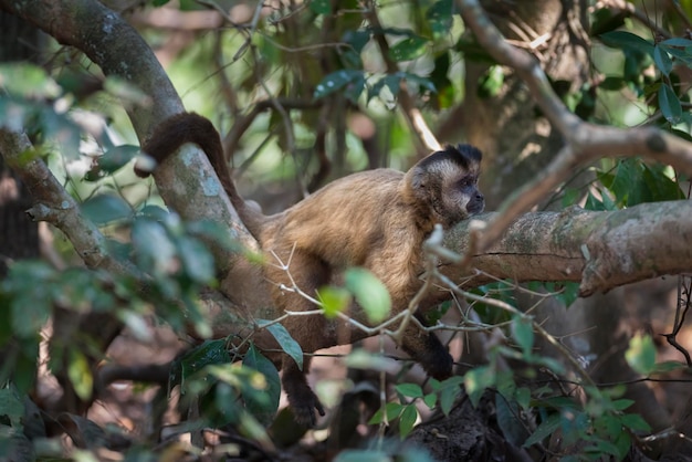 Singe capucin à rayures brunesPantanalBrésil