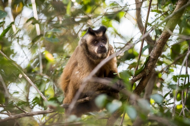 Singe capucin à rayures brunesPantanalBrésil