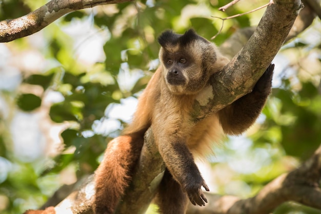 Singe capucin à rayures brunesPantanalBrésil