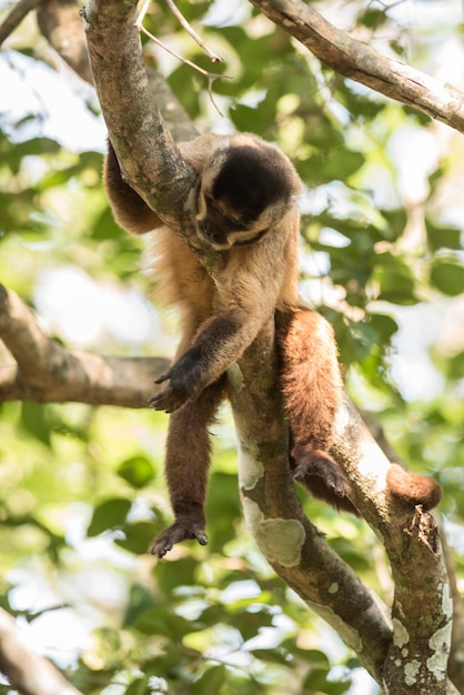 Singe capucin à rayures marronJungle amazonienneBrésil