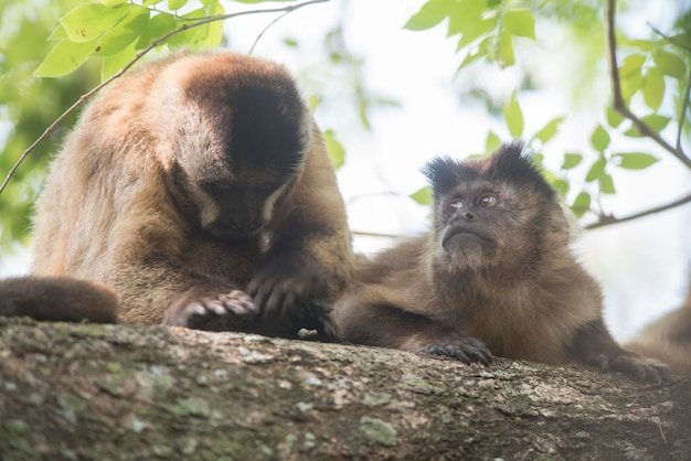 Singe capucin à rayures marronJungle amazonienneBrésil