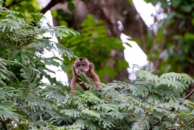 Singe capucin singe dans un bois au Brésil parmi les arbres en mise au point sélective de lumière naturelle