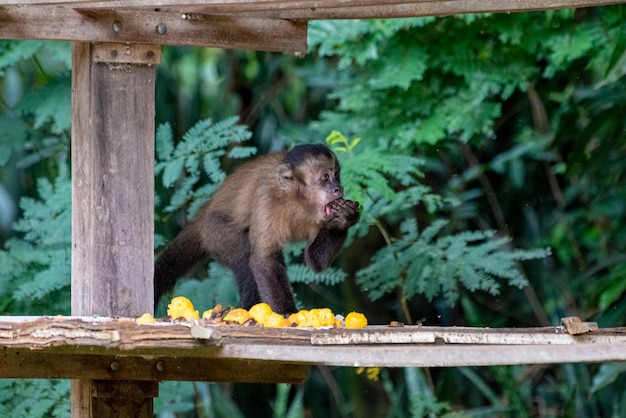 Singe capucin singe dans une zone rurale au Brésil se nourrissant de fruits mise au point sélective de la lumière naturelle