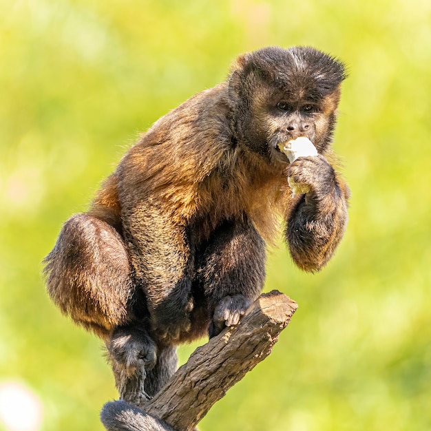 Singe capucin touffeté (Sapajus apella), AKA macaco-prego dans la nature au Brésil.