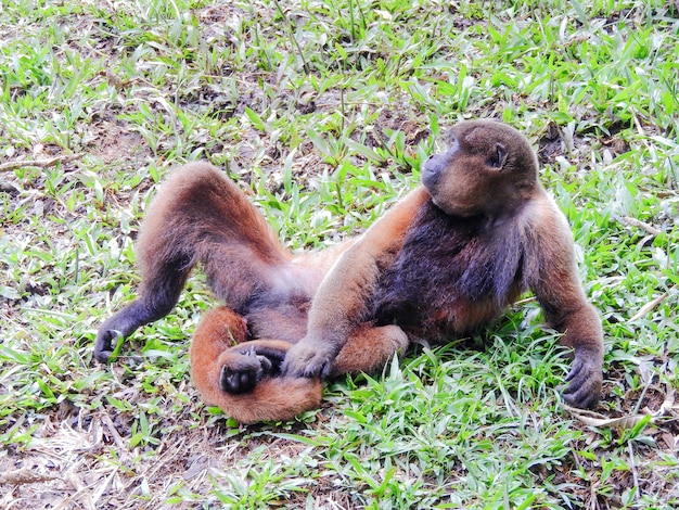 Singe Chorongo dans la région amazonienne de l'Équateur, Amérique du Sud