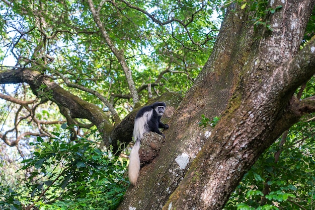 Singe colobus sauvage guereza assis sur la branche dans la forêt tropicale