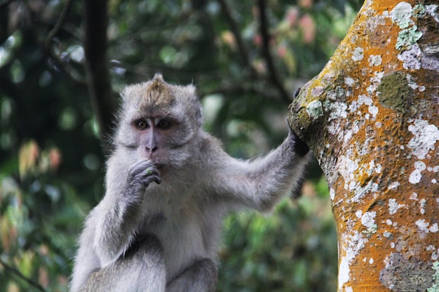 Photo singe à côté de l'arbre