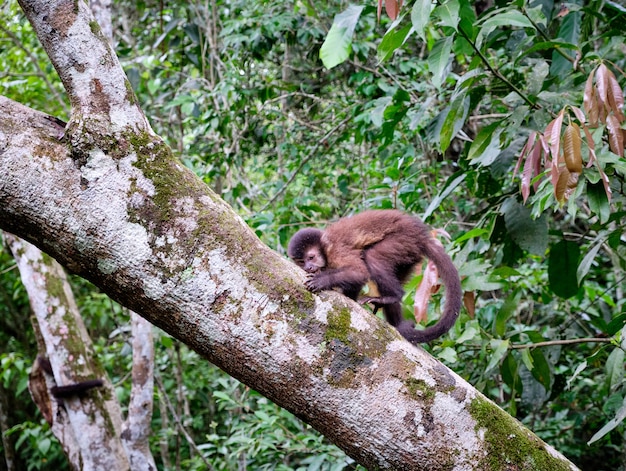 Singe dans un arbre marchant sur une branche