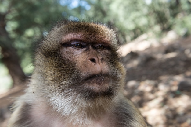 Singe dans les arbres Maroc