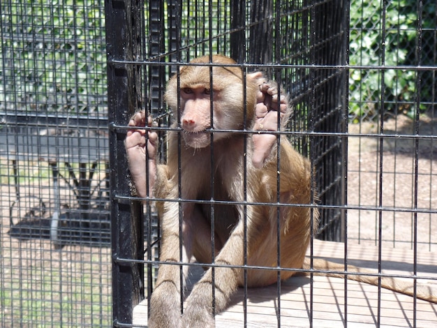 Un singe dans une cage au zoo.