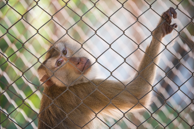 Singe dans une cage triste.