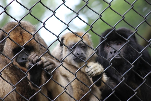 Photo un singe dans une cage.