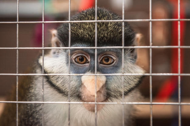 Singe dans la cage