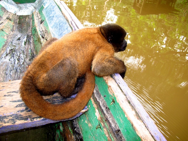 Le Singe Dans Le Fleuve Amazone, Au Pérou, En Amérique Du Sud