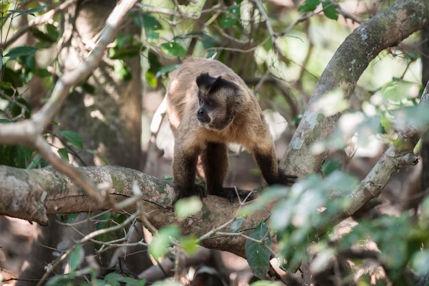 Singe dans la forêt atlantique du Brésil