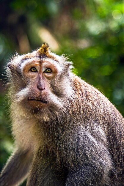 Photo le singe dans la forêt tropicale de bali, en indonésie