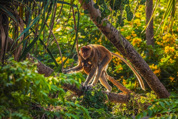 Photo un singe dans la forêt