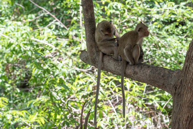 Singe dans la forêt