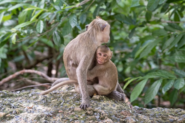 Singe dans la forêt