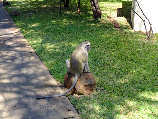 Le singe dans l'hôtel, Victoria Falls, Zambie