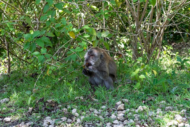 Un singe dans la jungle mange des fruits. Île de Nusa Penida, près de Bali, Indonésie.