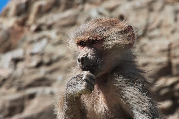 Le singe dans les montagnes d'Arabie saoudite