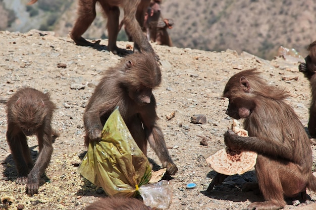 Le singe dans les montagnes d'Arabie Saoudite