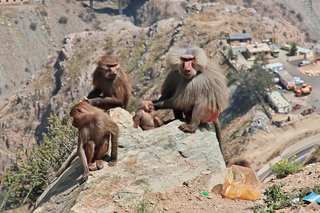 Le singe dans les montagnes d'Arabie Saoudite