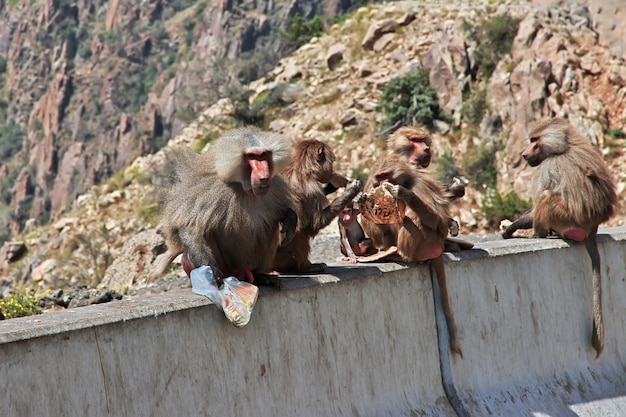 Le singe dans les montagnes d'Arabie Saoudite