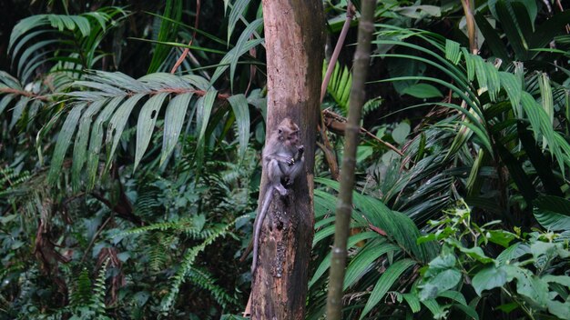 Un singe dans la nature assis sur un arbre