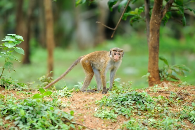 Singe dans la nature vivante. Pays du Sri Lanka