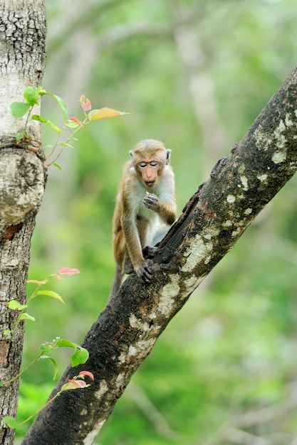 Singe dans la nature vivante. Pays du Sri Lanka