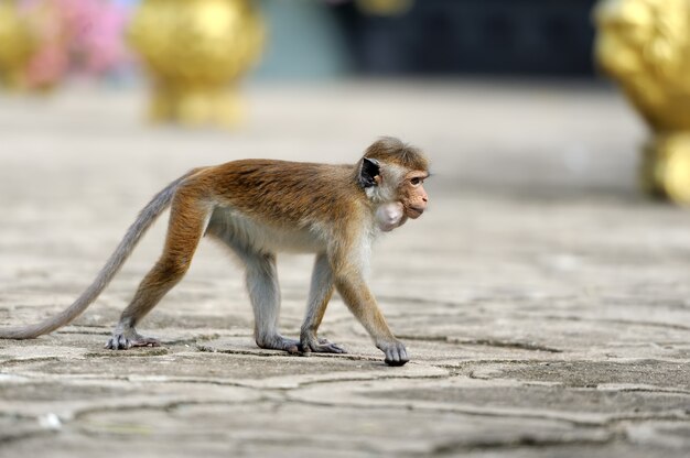 Singe dans la nature vivante