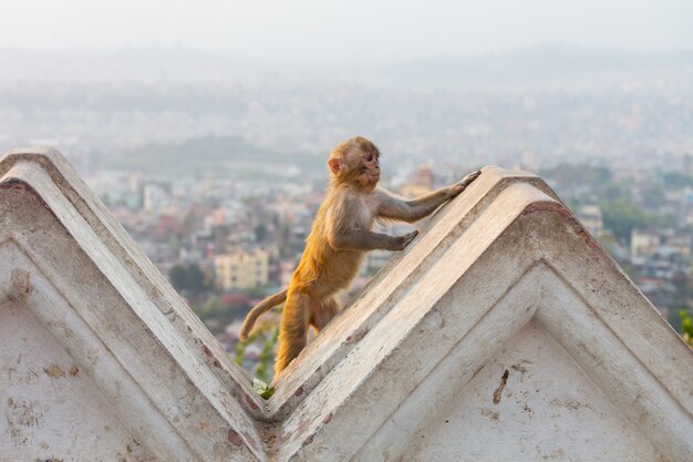 Singe dans le temple de Katmandou, Népal