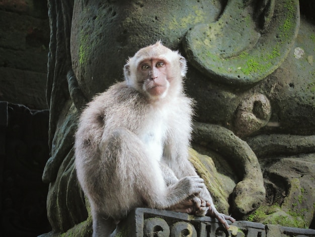 Photo singe devant une statue