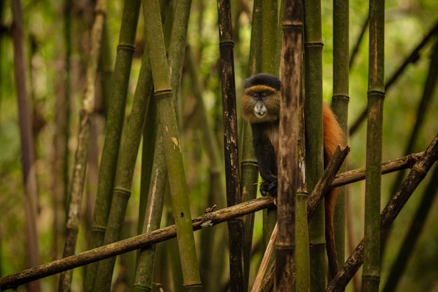 Singe doré sauvage et très rare dans la forêt de bambous