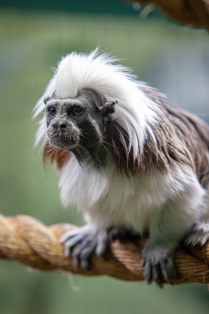 Le singe drôle avec le manteau blanc et noir se repose sur la corde épaisse