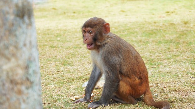 Singe drôle vit dans une forêt naturelle de Chine, Hainan