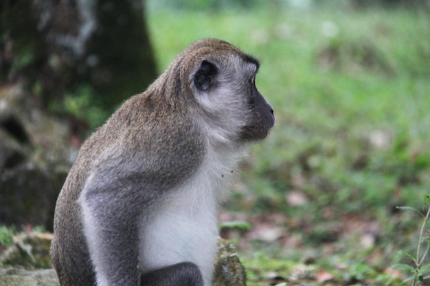 Singe du côté droit