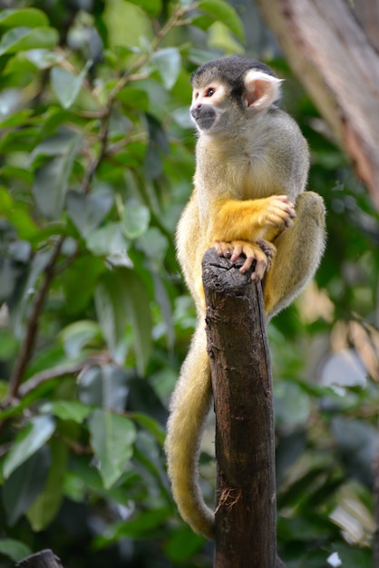 Photo singe-écureuil commun (saimiri sciureus)