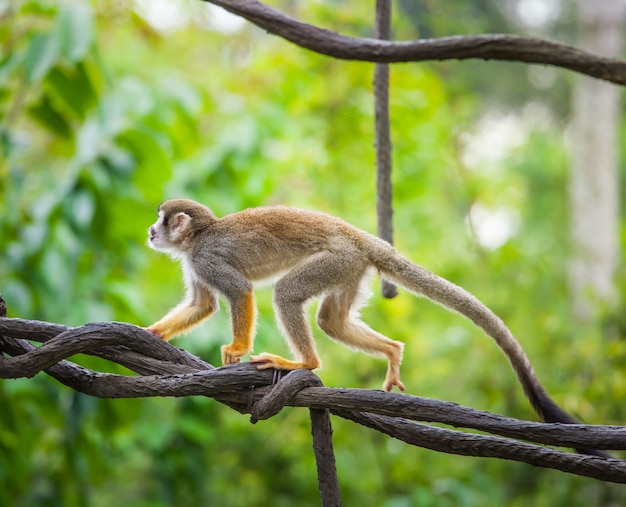 Singe écureuil, fond de nature sauvage