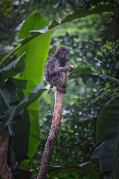 Photo un singe est assis sur une branche et mange un fruit