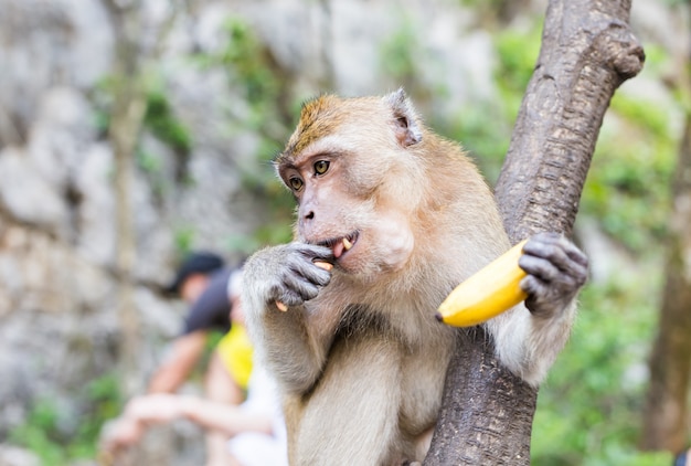 Le singe est assis et mange de la banane