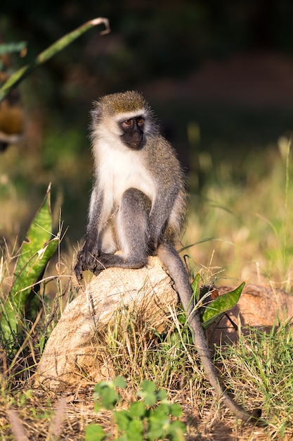 Un singe est assis sur une pierre